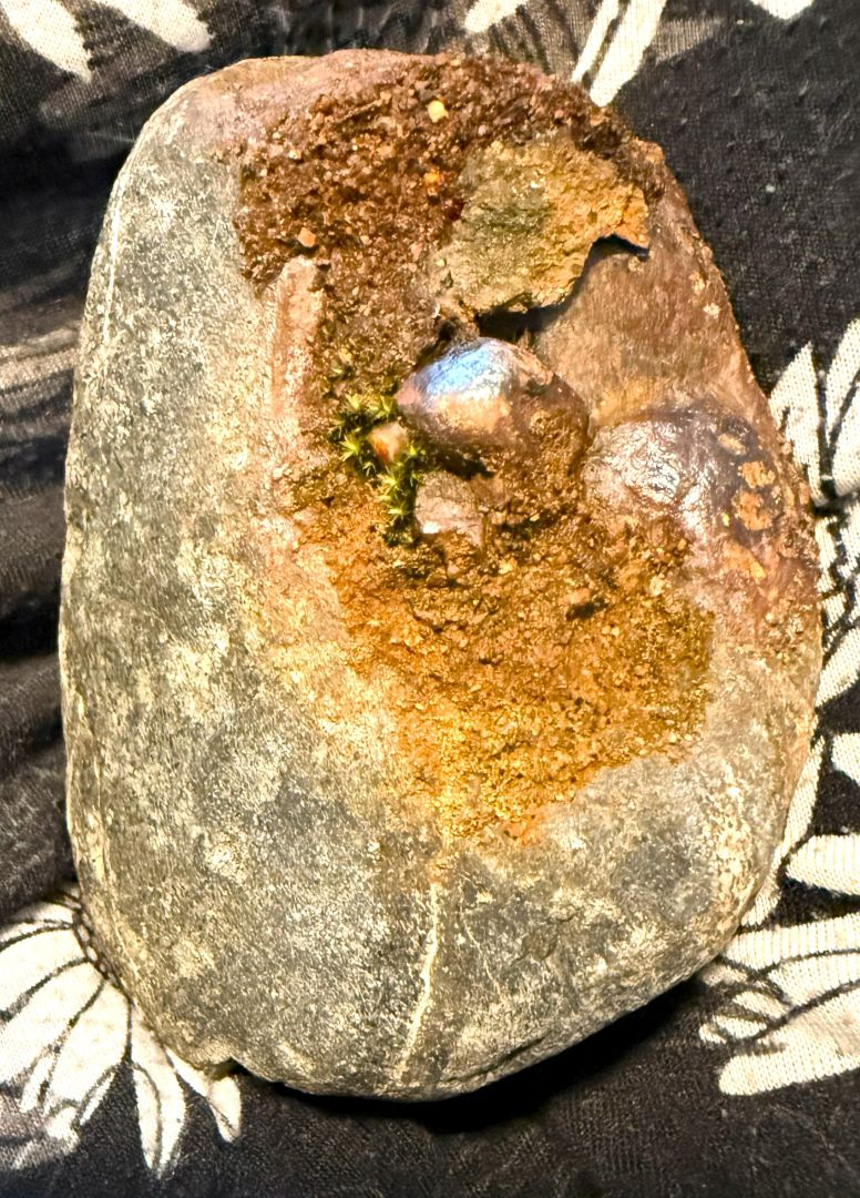 Saalia Tuula