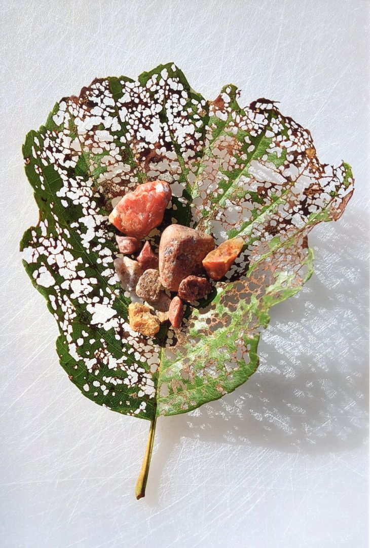 Lehdellä lepäävät